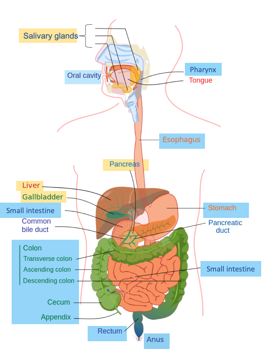 The Digestive System Nutrition Science And Everyday Application