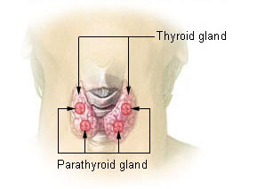 The image shows the outline of the back of a human's neck, with the butterfly-shaped thyroid gland hugging a vertebrae and dotted with 4 pea-sized parathyroid glands.