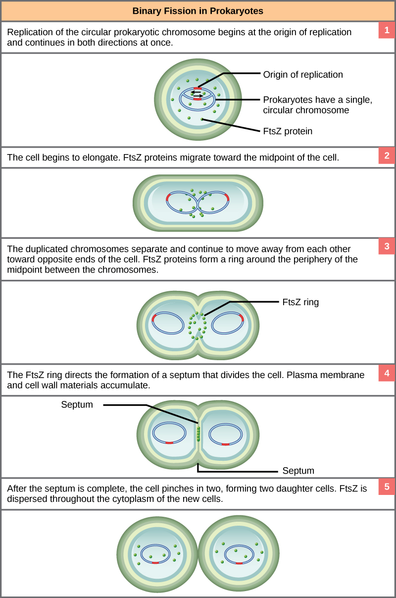 This illustration shows the steps of binary fission in prokaryotes. Replication of the single, circular chromosome begins at the origin of replication and continues simultaneously in both directions. As the DNA is replicated, the cell elongates, and FtsZ proteins migrate toward the center of the cell where they form a ring. The FtsZ ring directs the formation of a septum that divides the cell in two once DNA replication is complete.