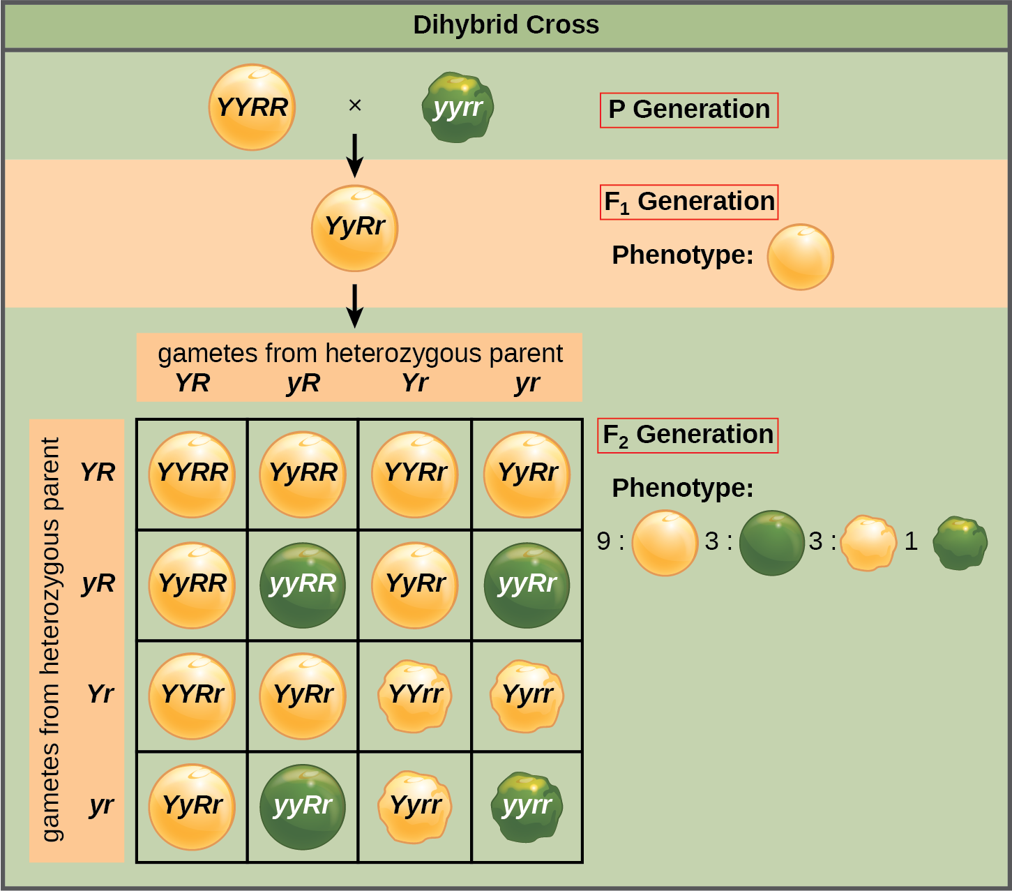 This illustration shows a dihybrid cross between pea plants. In the P generation, a plant that has the homozygous dominant phenotype of round, yellow peas is crossed with a plant with the homozygous recessive phenotype of wrinkled, green peas. The resulting F_{1} offspring have a heterozygous genotype and round, yellow peas. Self-pollination of the F_{1} generation results in F_{2} offspring with a phenotypic ratio of 9:3:3:1 for yellow round, green round, yellow wrinkled and green wrinkled peas, respectively.