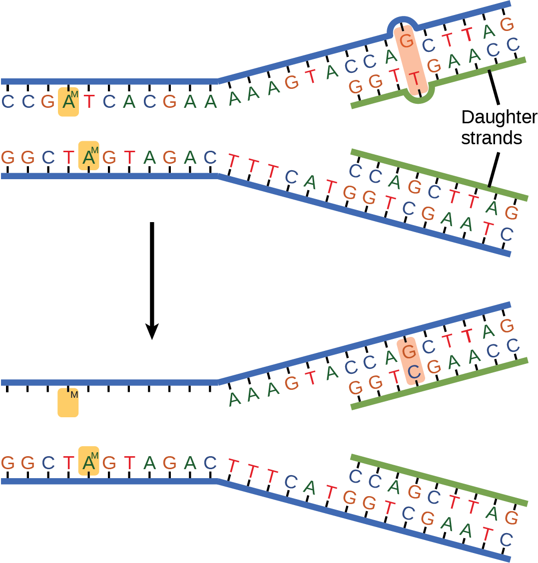 The top illustration shows a replicated DNA strand with G-T base mismatch. The bottom illustration shows the repaired DNA, which has the correct G-C base pairing.