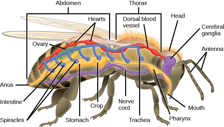 The illustration shows the anatomy of a bee. The digestive system consists of a mouth, pharynx, stomach, intestine, and anus. The respiratory system consists of spiracles, or openings, along the side of the bee’s body that connect to tubes that run up and join a larger dorsal tube that connects all the spiracles together. The circulatory system consists of a dorsal blood vessel that has multiple hearts along its length. The nervous system consists of cerebral ganglia in the head that connect to a ventral nerve cord.