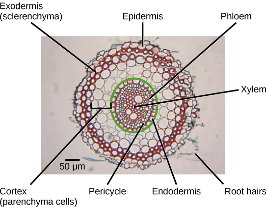 The micrograph shows a root cross section. Xylem cells, whose cell walls stain red, are in the middle of the root. Patches of phloem cells, stained blue, are located at the edge of the ring of xylem cells. The pericycle is a ring of cells on the outer edge of the xylem and phloem. Another ring of cells, called the endodermis, surrounds the pericycle. Everything inside the endodermis is the sclera, or vascular tissue. Outside the endermis is the cortex. The parenchyma cells that make up the cortex are the largest in the root. Outside the cortex is the exodermis. The exodermis is about two cells thick and is made up of sclerenchyma cells that stain red. Surrounding the exodermis is the epidermis, which is a single cell layer thick. A couple of root hairs project outward from the root.