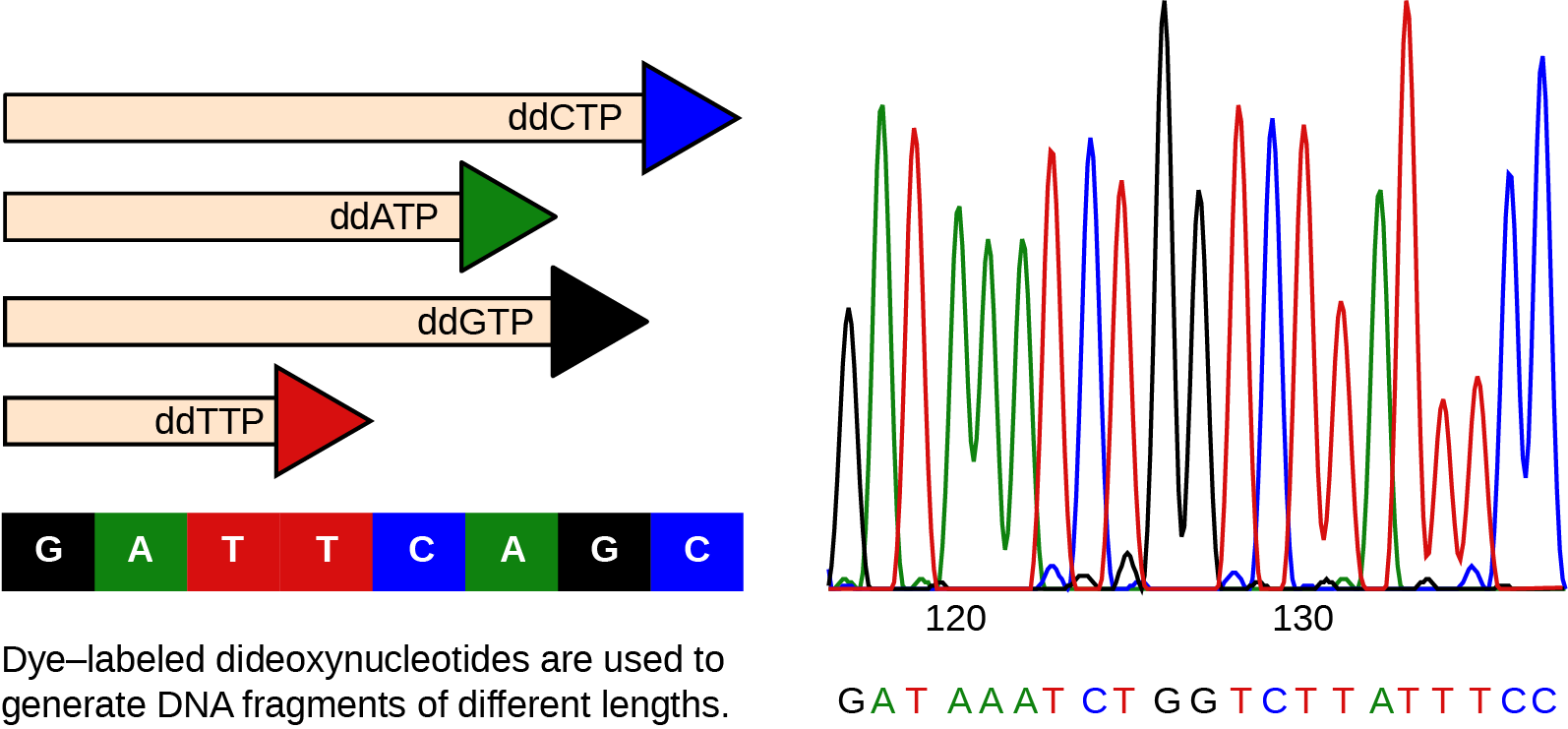 The left part of this illustration shows a parent strand of DNA with the sequence GATTCAGC, and four daughter strands, each of which was made in the presence of a different dideoxynucleotide: ddATP, ddCTP, ddGTP, or ddTTP. The growing chain terminates when a ddNTP is incorporated, resulting in daughter strands of different lengths. The right part of this image shows the separation of the DNA fragments on the basis of size. Each ddNTP is fluorescently labeled with a different color so that the sequence can be read by the size of each fragment and its color.