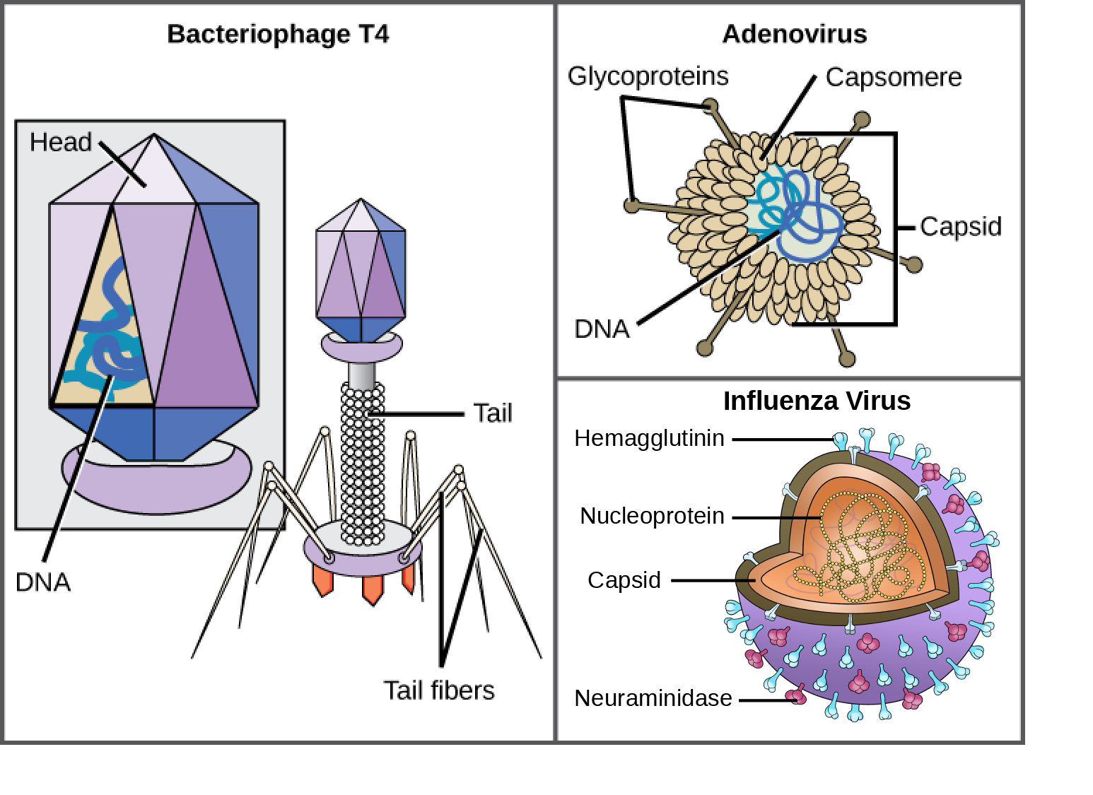 Illustration a shows bacteriophage T4, which houses its DNA genome in a hexagonal head. A long, straight tail extends from the bottom of the head. Tail fibers attached to the base of the tail are bent, like spider legs. In b, adenovirus houses its DNA genome in a round capsid made from many small capsomere subunits. Glycoproteins extend from the capsomere, like pins from a pincushion. In c, the HIV retrovirus houses its RNA genome and a bullet-shaped capsid. A spherical viral envelope, lined with matrix proteins, surrounds the capsid. Two different varieties of glycoprotein spike are embedded in the envelope. Approximately 80 percent of the spikes are hemagglutinin. The remaining 20 percent or so of the glycoprotein spikes consist of neuraminidase.