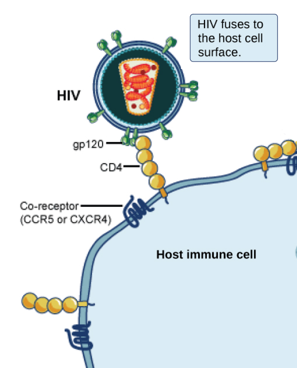 In the illustration a viral receptor on the surface of an HIV virus is attaches to a co-receptor embedded in the plasma membrane. The co-receptor is either CCR5 or CXCR4.