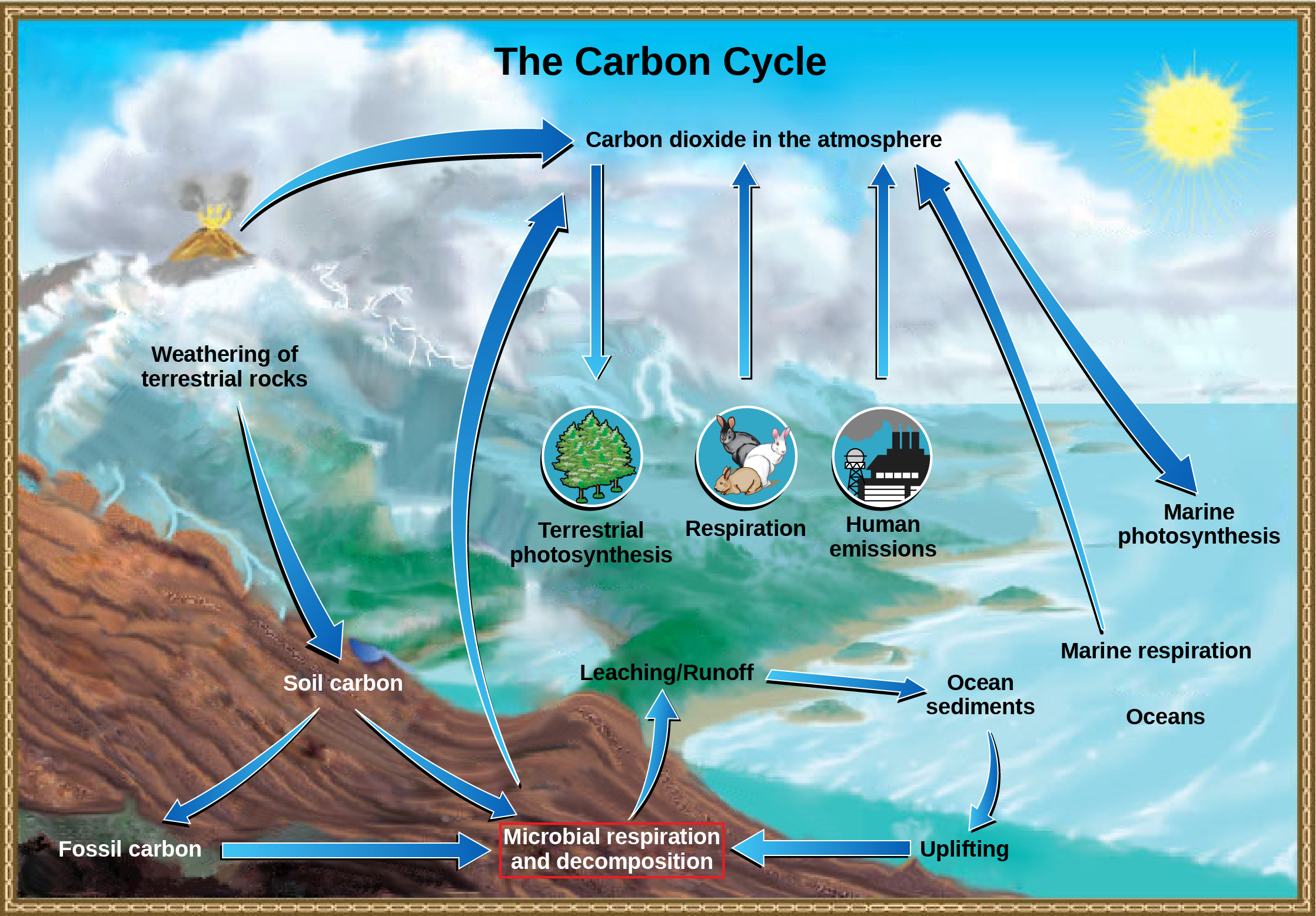 This illustration shows the role of bacteria in the carbon cycle. Bacteria break down organic carbon, which is released as carbon dioxide into the atmosphere.