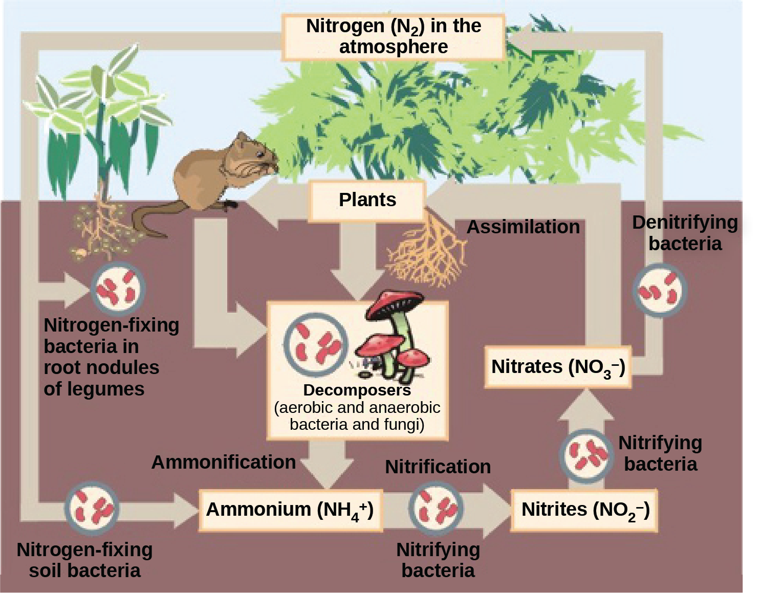 This illustration shows the role of bacteria in the nitrogen cycle. Nitrogen-fixing bacteria in root nodules of legumes convert nitrogen gas, or N2, into organic nitrogen found in plants. Nitrogen-fixing soil bacteria produce ammonium ion, or NH4+. Decomposers, including bacteria and fungi, decompose organic matter, also releasing NH4+. Nitrification is the process by which nitrifying bacteria produce nitrites (NO2-) and nitrates (NO3-). Nitrates are assimilated by plants, then animals, then decomposers. Denitrifying bacteria convert nitrates to nitrogen gas, completing the cycle.