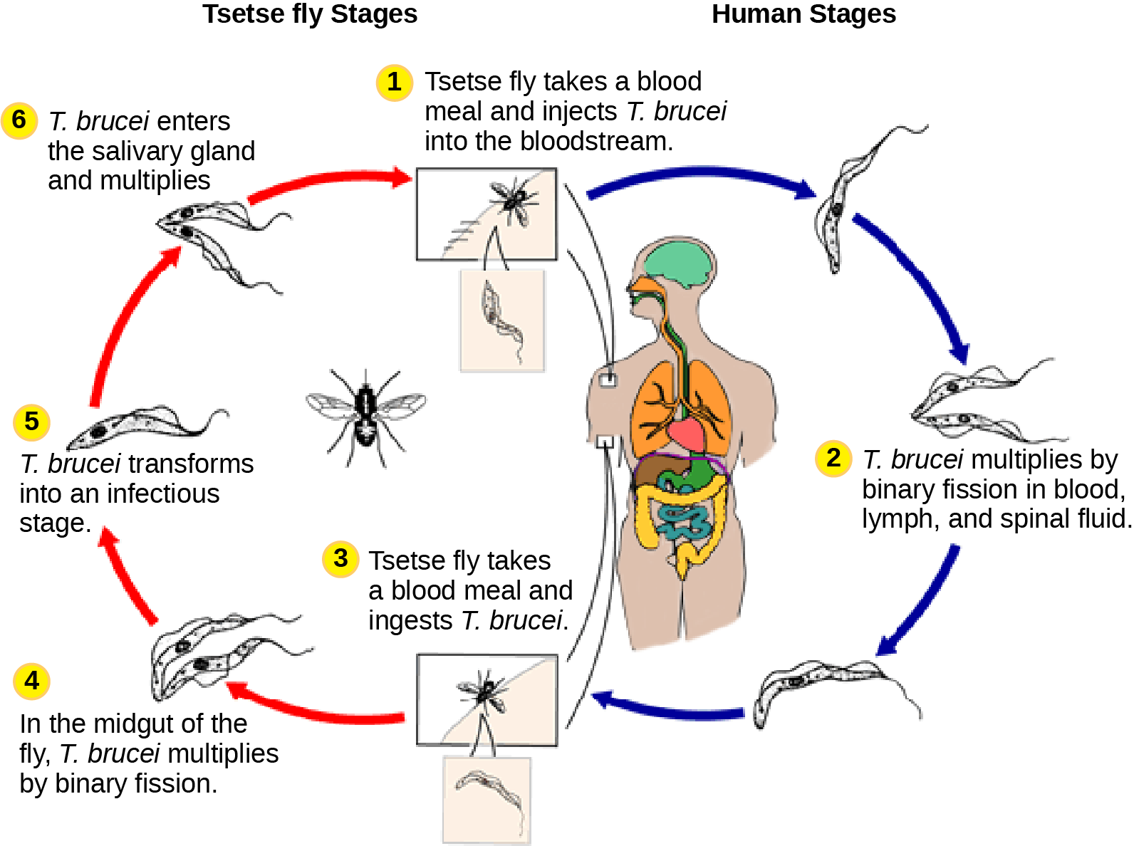 The life cycle of T. brucei begins when the tetse fly takes a blood meal from a human host, and inject the parasite into the bloodstream. T. brucei multiplies by binary fission in blood, lymph and spinal fluid. When another tsetse fly bites the infected person, it takes up the pathogen, which then multiplies by binary fission in the fly’s midgut. T. brucei transforms into an infective stage and enters the salivary gland, where it multiplies. The cycle is completed when the fly takes a blood meal from another human.