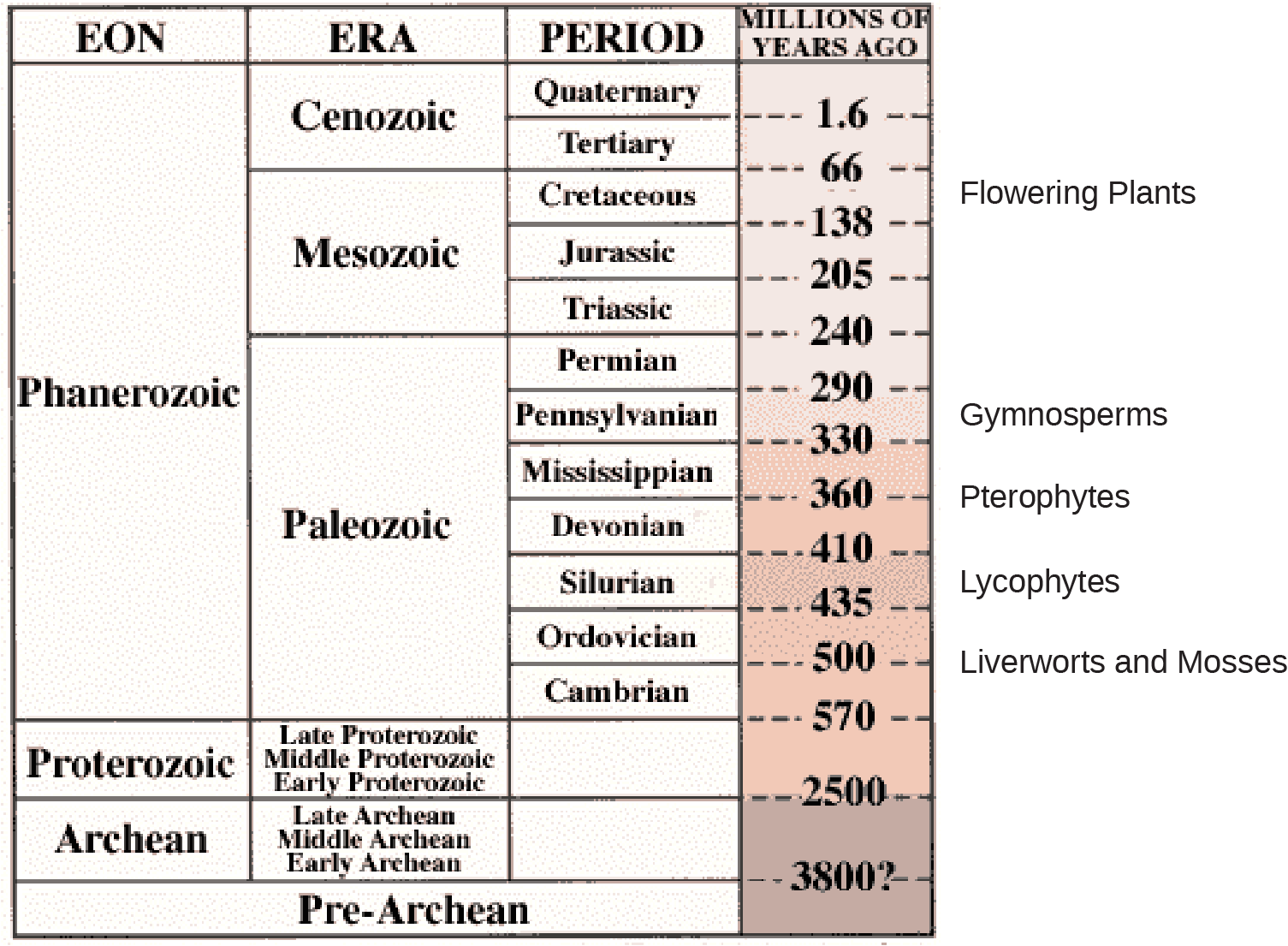 Image is of a table showing a timeline of geological eons and eras. PreArchaen eon. occurs more than 3.8 billion years ago. Archean eon. occurs more than 2.5 billion years ago. Proterzoic eon occurs between 570 million and 2.5 billion years ago. The most recent eon, the Phanerozoic began 570 million years ago. Within it, the liverworts and mosses appeared about 500 million years ago, at the end of the Cambrian period in the Paleozoic era. Ther lycophytes developed about 400 million years ago during the silurian period.  Pterophytes about 360 million years ago at the start of the Mississippian period. Gymnosperms about 290 million years ago during the Pennsylvanian period. All of these remained in the Paleozoic era. In the subequent era, the Mezozoic, Flowering Plants appeared about 70 million years ago during the Cretacious period.