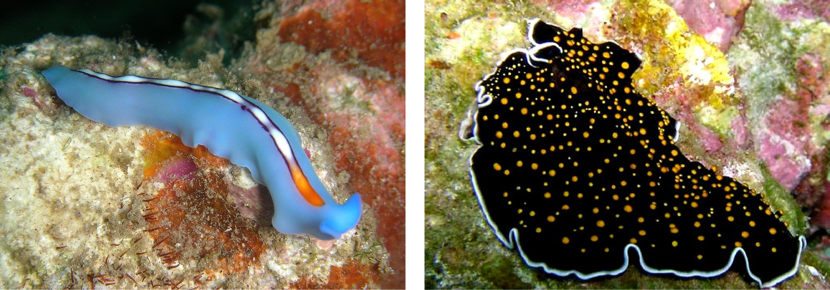 This image shows two flatworms with significant physical diversity.