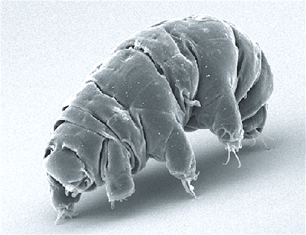 The image displays an electron micrgraph of a “water bear” or tardigrade.