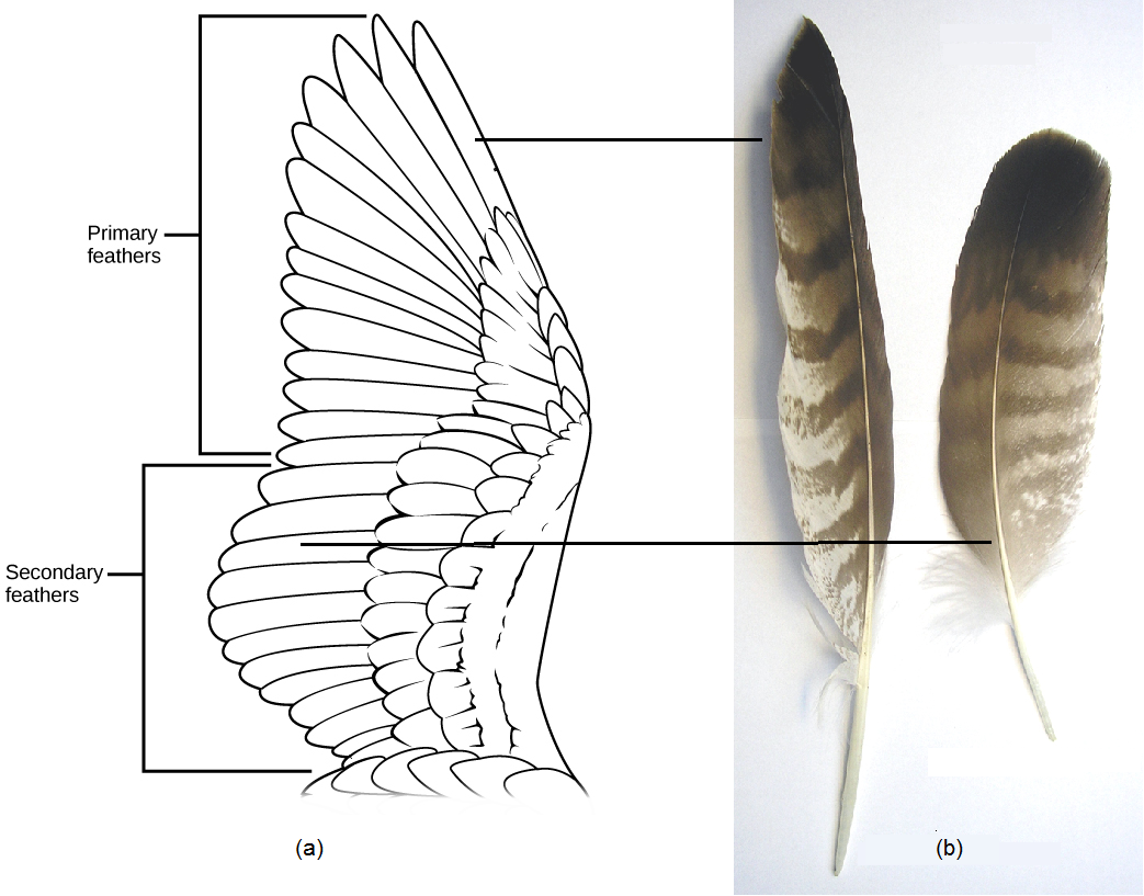 The illustration shows a bird’s wing, which has two layers of flight feathers, the long primary feathers and the shorter secondary feathers, which overlay the primary feathers. Also depicted are photographs of feathers displaying the same components