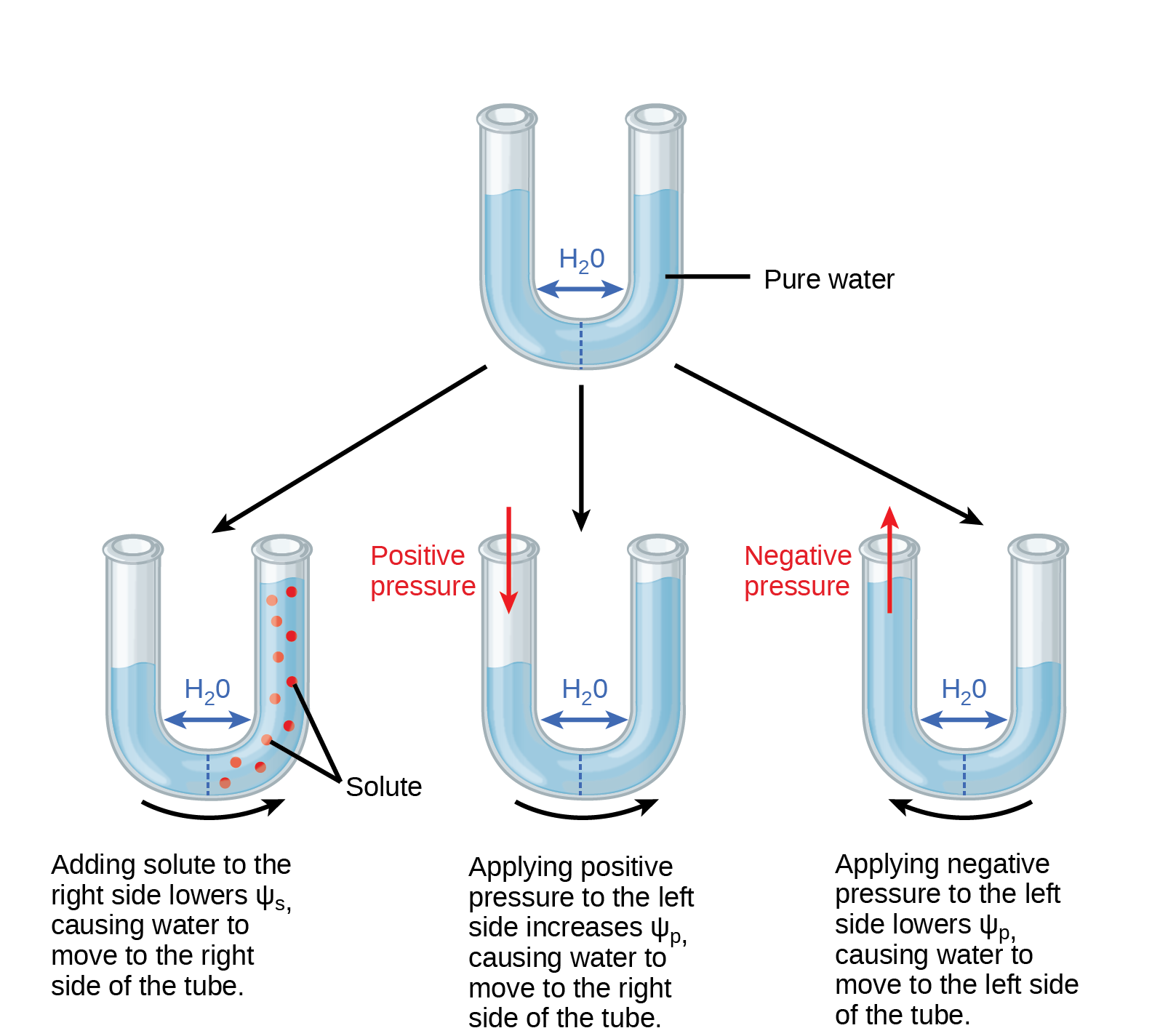Illustration shows a U-shaped tube holding pure water. A semipermeable membrane, which allows water but not solutes to pass, separates the two sides of the tube. The water level on each side of the tube is the same. Beneath this tube are three more tubes, also divided by semipermeable membranes. In the first tube, solute has been added to the right side. Adding solute to the right side lowers psi-s, causing water to move to the right side of the tube. As a result, the water level is higher on the right side. The second tube has pure water on both sides of the membrane. Positive pressure is applied to the left side. Applying positive pressure to the left side causes psi-p to increase. As a results, water moves to the right so that the water level is higher on the right than on the left. The third tube also has pure water, but this time negative pressure is applied to the left side. Applying negative pressure lowers psi-p, causing water to move to the left side of the tube. As a result, the water level is higher on the left.
