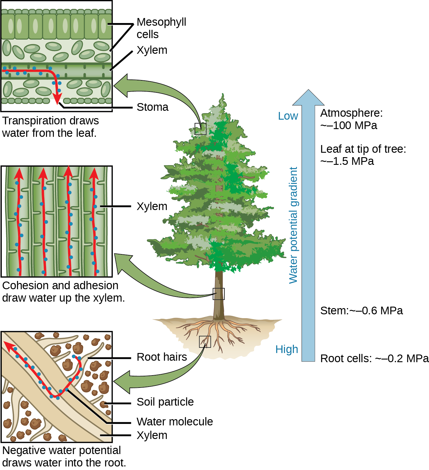 Illustration shows a pine tree. A blowup of the root indicates that negative water potential draws water from the soil into the root hairs, then into the root xylem. A blowup of the trunk indicates that cohesion and adhesion draws water up the xylem. A blowup of a leaf shows that transpiration draws water from the leaf through the stoma. Next to the tree is an arrow showing water potential, which is low at the roots and high in the leaves. The water potential varies from ~–0.2 MPA in the root cells to ~–0.6 MPa in the stem and from ~–1.5 MPa in the highest leaves, to ~–100 MPa in the atmosphere.