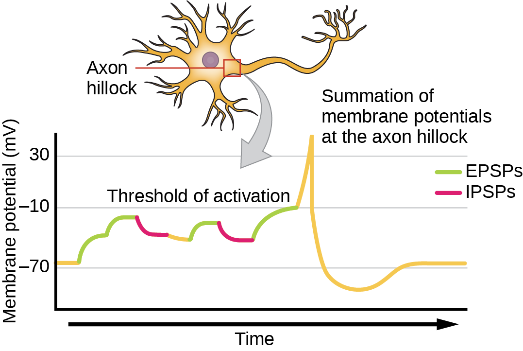 Illustration shows the location of the axon hillock, which is the area connecting the neuron body to the axon. A graph shows the summation of membrane potentials at the axon hillock, plotted as membrane potential in millivolts versus time. Initially, the membrane potential at the axon hillock is -70 millivolts. A series of EPSPs and IPSPs cause the potential to rise and fall. Eventually, the potential increases to the threshold of excitation. At this point the nerve fires, resulting in a sharp increase in membrane potential, followed by a rapid decrease. The hillock becomes hyperpolarizes such that the membrane potential is lower than the resting potential. The hillock then gradually returns to the resting potential.