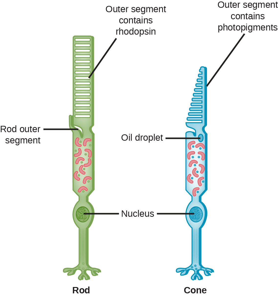 This illustration shows that rods and cones are both long, column-like cells with the nucleus located in the bottom portion. The rod is longer than the cone. The outer segment of the rod contains rhodopsin. The outer segment of the rod contains other photo-pigments. An oil droplet is located beneath the outer segment.