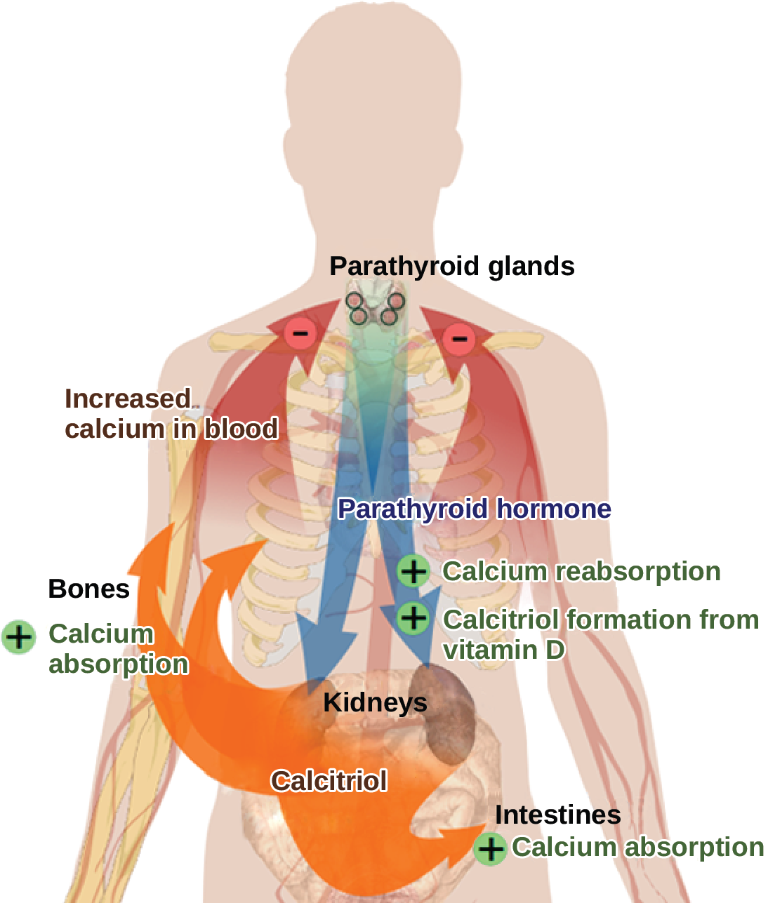 The parathyroid glands, which are located in the neck, release parathyroid hormone, or PTH. PTH causes the release of calcium from bone and triggers the reabsorption of calcium from the urine in the kidneys. PTH also triggers the formation of calcitriol from vitamin D. Calcitriol causes the intestines to absorb more calcium. The result is increased calcium in the blood.