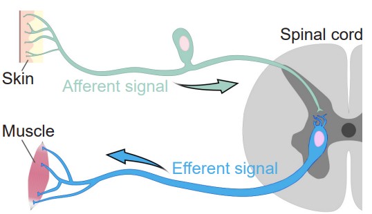 Visualization showing afferent signals traveling from the skin to the spinal cord and efferent signals traveling from the spinal cord to the muscle
