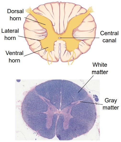 Diagram and image of a piece of the spinal cord