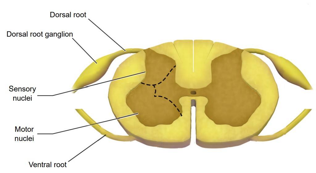 Diagram of a slice of the spinal cord with the dorsal root ganglion labeled