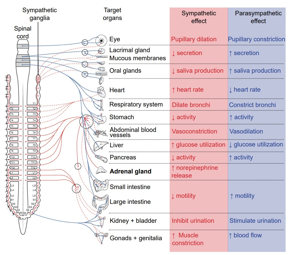 Diagram of organs and their sympathetic and parasympathetic effect