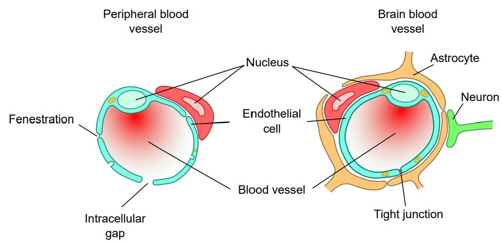 Diagram of peripheral blood vessels and brain blood vessels