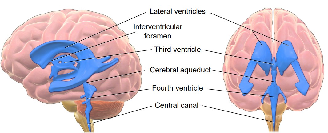 Diagram of the brain with the components of the ventricular system labeled