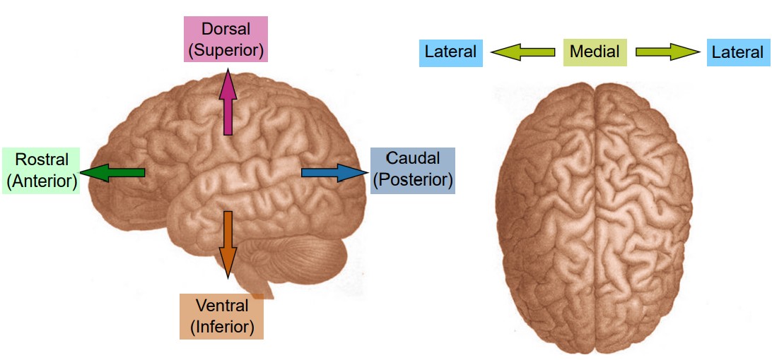 A cartoon illustration of the brain showing anatomical language.