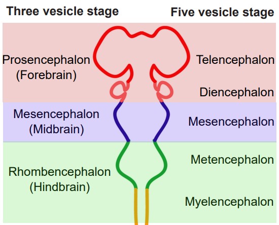 Diagram of the structures of the nervous system in the three and five vesicle stage
