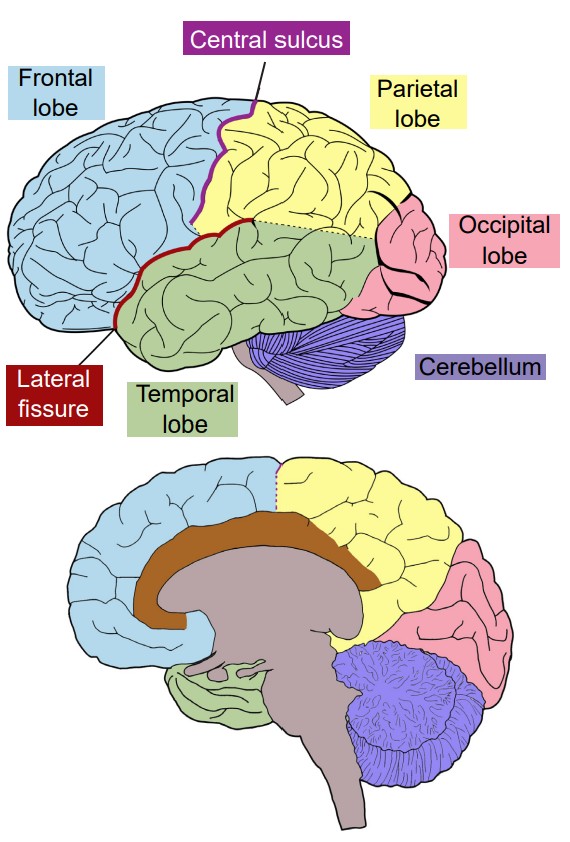 Diagram of the lobes of the brain