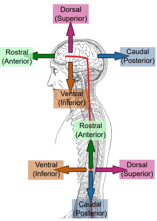 Diagram of the difference in nervous system directional terminology