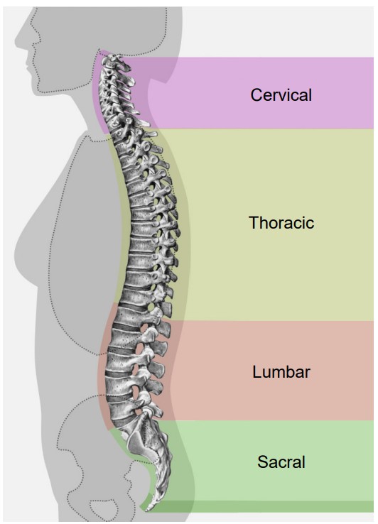 Diagram of the regions of the spinal cord