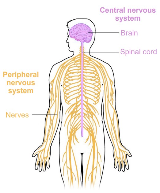 Diagram of the Central Nervous System and the Peripheral Nervous System