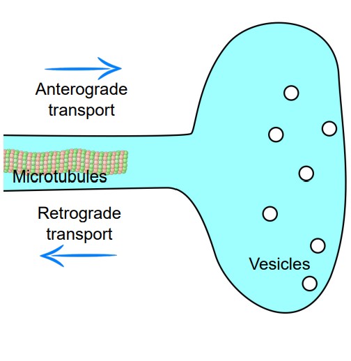 Diagram of an axon terminal, showing microtubules and vesicles.