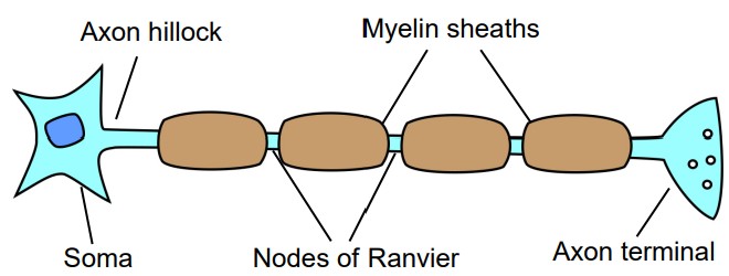 Diagram of the full axon with the soma, axon hillock, nodes of ranvier, myelin sheaths, and axon terminal labeled
