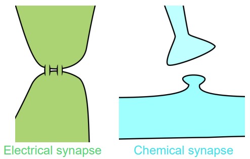 Visualization showing the difference in how electrical and chemical synapses communicate