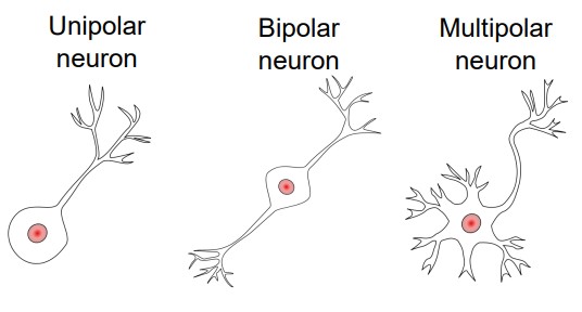 Visualization showing the different categories of neurons: unipolar, bipolar, and multipolar neurons
