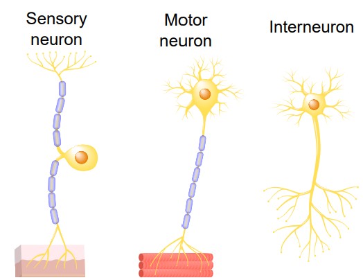 Visualization of three classifications of neurons based on their functions: sensory, motor, and interneurons