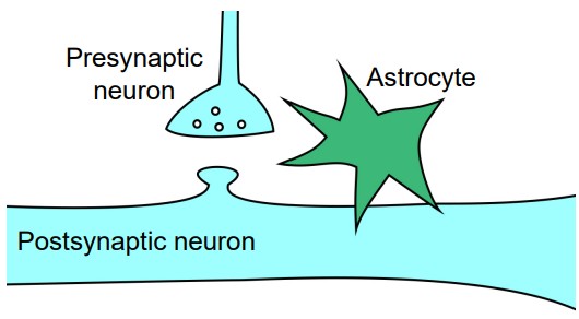 Diagram of astrocytes position between presynaptic and postsynaptic neurons