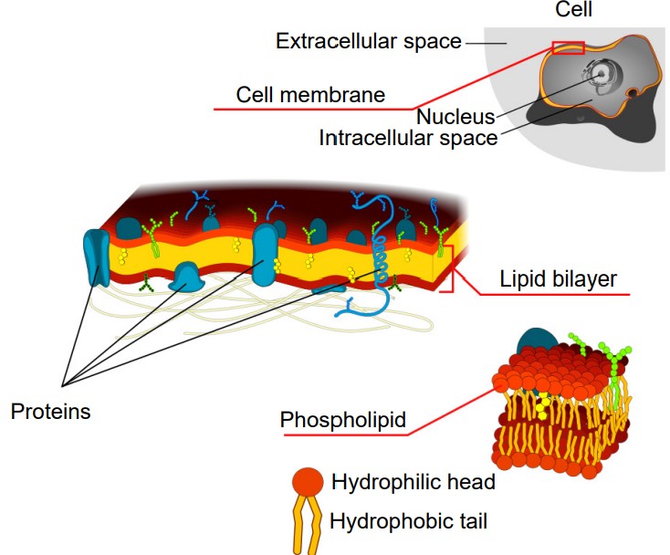 Visualization of the lipid bilayer of the cell membrane