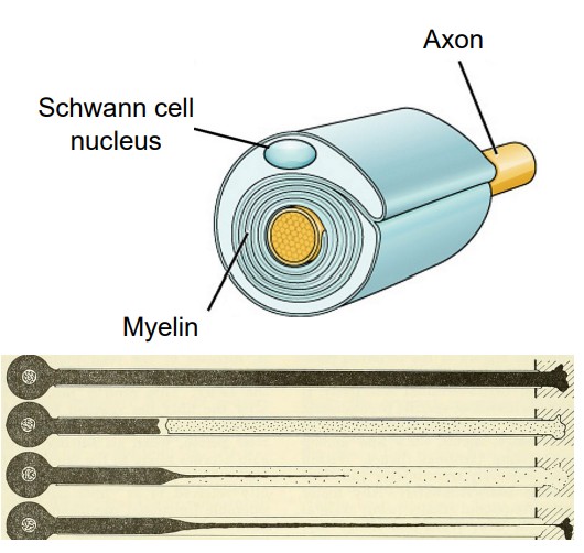 Diagram of Schwann cells in the myelin