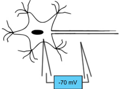Visualization of the difference between charges of the neuron and extracellular space