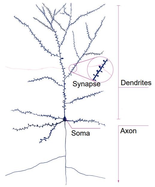 Visualization of the layout of a neuron