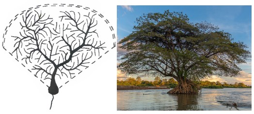 Comparison of a dendrite to the shape of a tree to show its similarity in shape