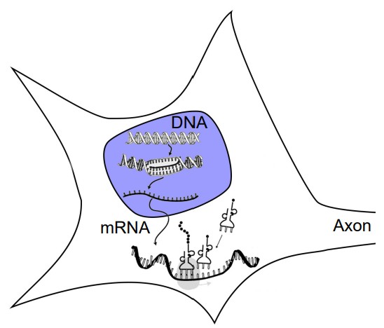 Visualization of DNA transcription from the nucleus to mRNA