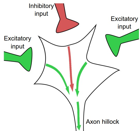Diagram of the axon hillock and the signals it transfers