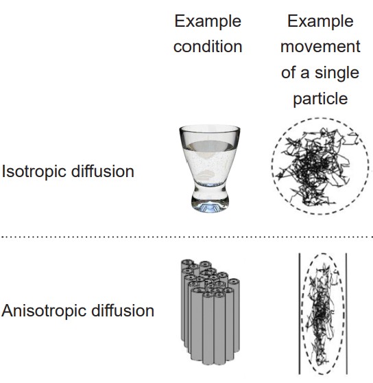 Comparison of particle movement in isotropic diffusion and anisotropic diffusion
