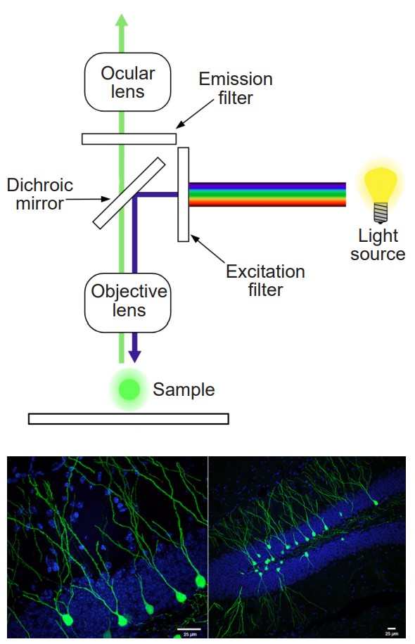 Diagram of how a fluorescence microscope functions and the image it produces