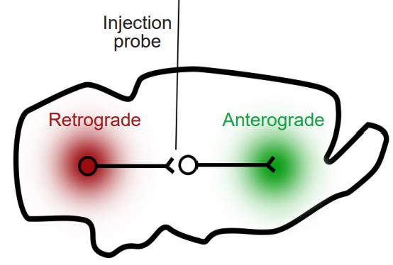 Visualization of retrograde and anterograde tract tracing